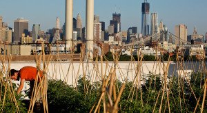 Ben Flanner of the Brooklyn Grange tending to a rooftop farm at the Brooklyn Navy Yard, where crops include pattypan squash and beefsteak tomatoes Photo: Ángel Franco for The New York Times Source: The New York Times