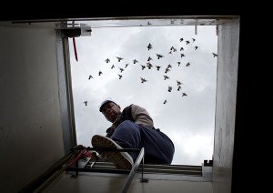 Delroy Sampson breeds his own birds Photo: Todd Heisler for The new York Times Source: www.nytimes.com