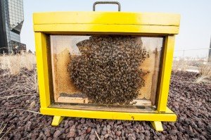 La toiture du centre commercial Beaugrenelle vient d'être entièrement végétalisée. C'est une surface de 6.800 m2 qui va être entièrement dédiée à la biodiversité et servir de refuge à des oiseaux communs qui y trouveront abris et plantes à graines. Six ruches y seront aussi installées Beaugrenelle Photo: François Grunberg Source: www.paris.fr