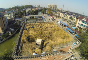 Farmers help villager Peng Qiugen harvest rice on the roof of Peng's house which had been converted into a rice field at Qilin Village of Shaoxing CitySource: www.news.cn
