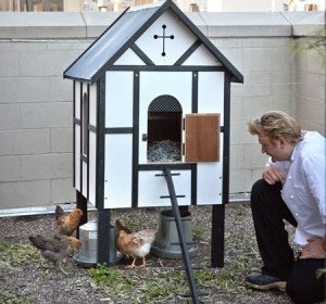 Crosby St Hotel chef Anthony Paris checks the chooks Source: www.firmdalehotels.com
