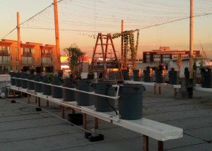 The garden atop Angel City Brewery Photo: Ray Narkevicius Source: www.laweekly.com