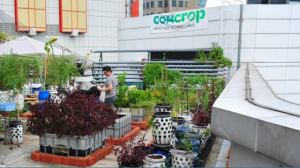 Comcrop is a vegetable and fish farm located on the rooftop of *SCAPE. (Photo: Photo: Comcrop Source: www.channelnewsasia.com