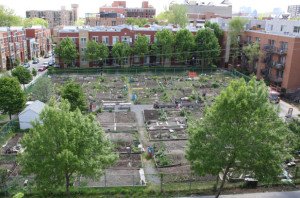Jardin communautaire Mile End Photo: Josie Desmarais / Métro Source: www.journalmetro.com