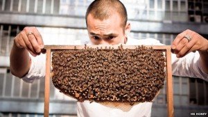 Michael Leung’s honey commands a premium price Photo: HK Honey Source: www.bbc.com/news