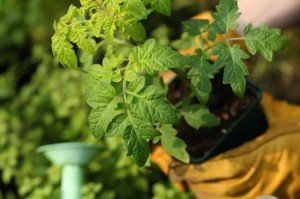 Comme tout espace vert, le potager combat les îlots de chaleur et charme par sa beauté et ses parfums Photo: Digital / Thinkstock Source: www.lapresse.ca