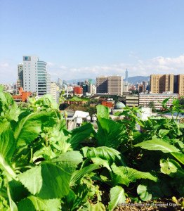 Winkler Partners Law Firm office houses one of the first rooftop gardens in Taipei Photo: Wen-Jay Ying Source: www.untappedcities.com