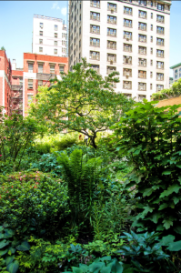 The Lotus Garden Photo: Randy Harris for The New York Times Source: www.nytimes.com