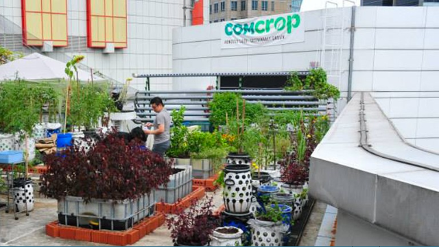 Rooftop farm produces up to 10 times more than traditional farms